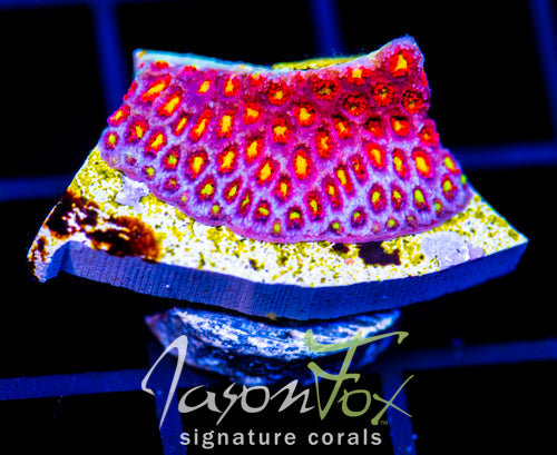 JF STAR STUNG GONI