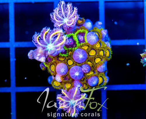 JF SUNFLOWER ZOAS COMBO