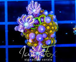 JF SUNFLOWER ZOAS COMBO