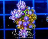 JF SUNFLOWER ZOAS COMBO