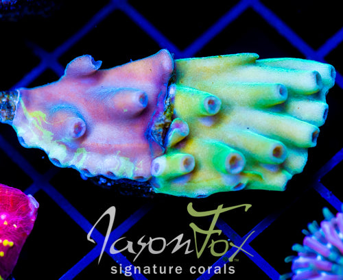 JF GRAFTED HERO TURBINARIA XL FRAG