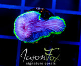 JF GREEN GLOW DIASERIS PLATE