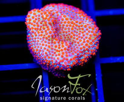 JF REVERSE SUNSET MONTI