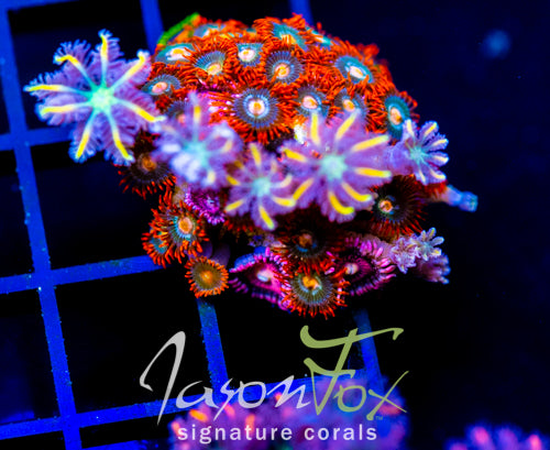 JF GATORAIDES ZOAS COMBO