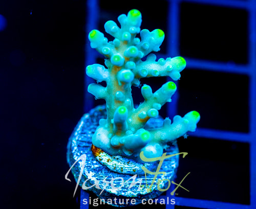 JF RADIANT STAG
