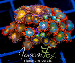 JF GATORAIDES ZOAS COMBO