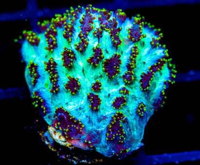 JF MAGIC CARPET HYDNO