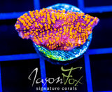 CC CLOUD BERRIES CHALICE