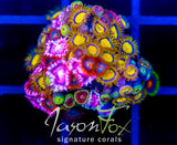 JF SUNFLOWER ZOAS COMBO