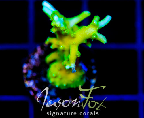 JF GREEN DRAGON ACRO
