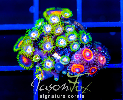 JF STARGAZERS ZOAS COMBO