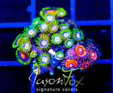 JF STARGAZERS ZOAS COMBO