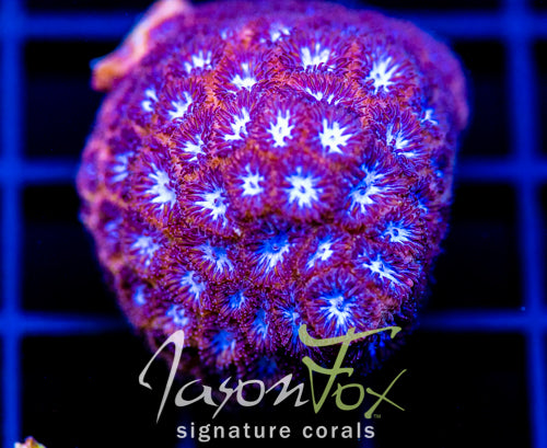 JF WHITE EYE LEPTASTREA