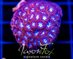 JF WHITE EYE LEPTASTREA