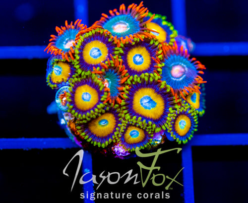 JF AUSSIE SCAMBLED EGG ZOAS