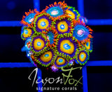 JF AUSSIE SCAMBLED EGG ZOAS