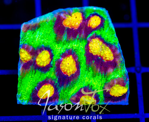 JF RAJA RAMPAGE CHALICE XL FRAG