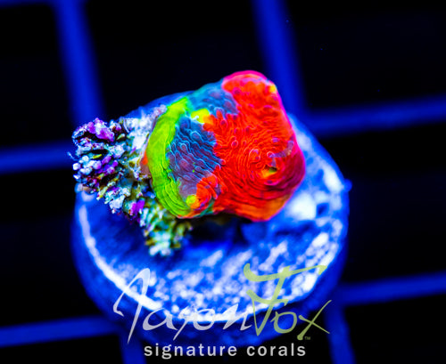 JF RAINBOW RESURECTION CHALICE