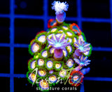 CC LAZERS LEMONS ZOAS COMBO