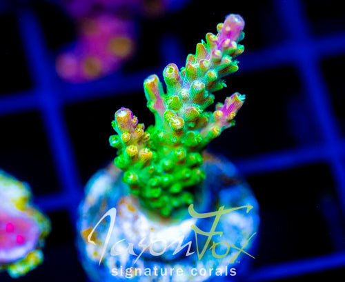 JF HATERAID ACRO
