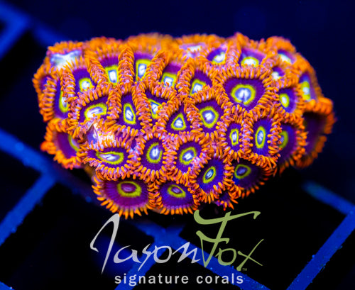 JF RAINBOW HORNETS XL FRAG
