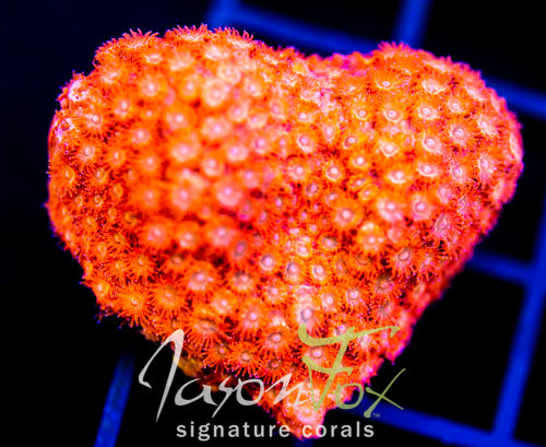 JF AGENT ORANGE CYPHASTREA XL FRAG