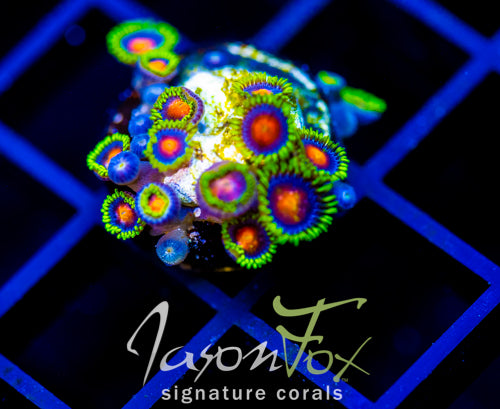 JF DRAGON EYES ZOAS