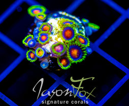 JF DRAGON EYES ZOAS