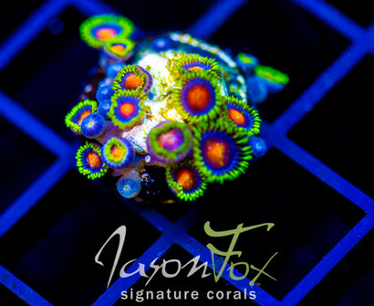 JF DRAGON EYES ZOAS