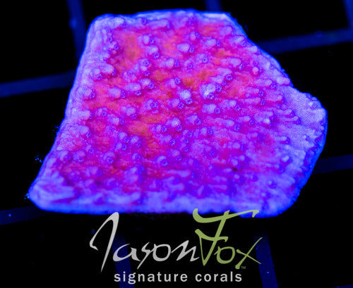 JF PURPLE CAP