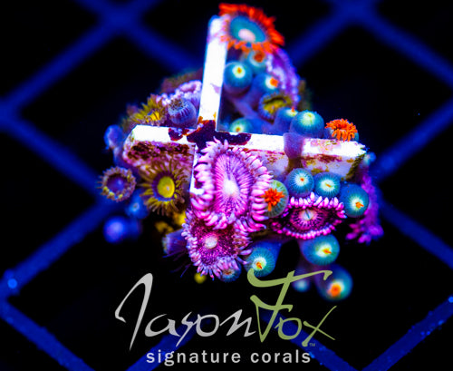 JF GATORAIDES ZOAS COMBO