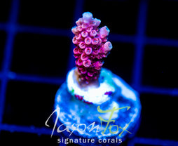 JF SOLAR FLARE MILLE