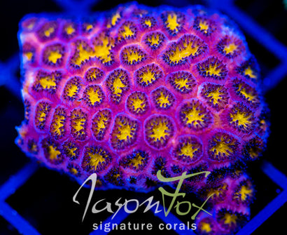 JF ORANGE PEEL LEPTASTREA