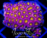 JF ORANGE PEEL LEPTASTREA