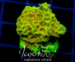 JF YELLOW GLITTER LEPTO (NEW RELEASE)