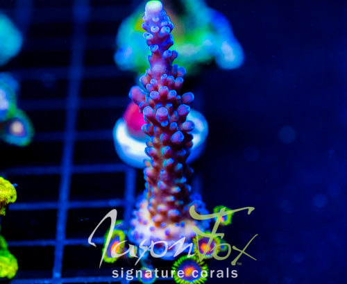 WWC YELLOW TIPS ACRO COMBO