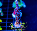 WWC YELLOW TIPS ACRO COMBO