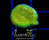 SPECIAL PORITES