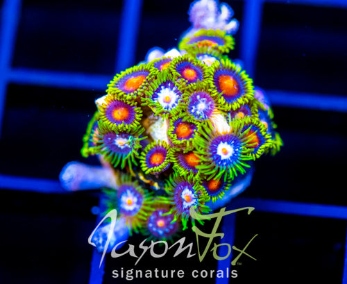 JF ZOA BOUQUET