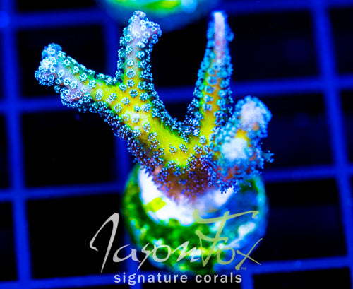 JF ENCHANTED FOREST BN