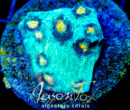 JF SUNNY SIDE CHALICE