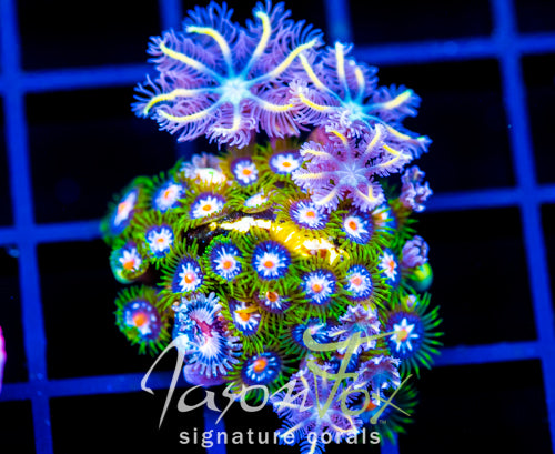 JF STARGAZERS ZOAS COMBO