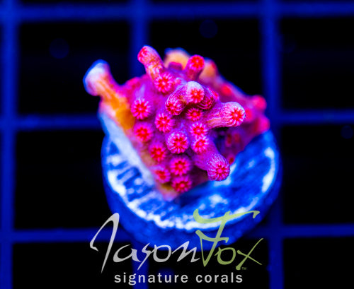 JF PINK BRANCHING CYPHASTREA