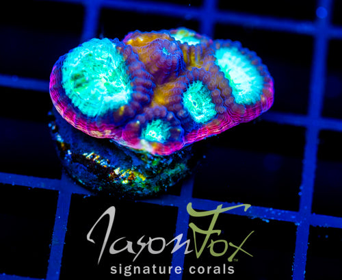 JF PSYCHO RAINBOW RIM FAVIA