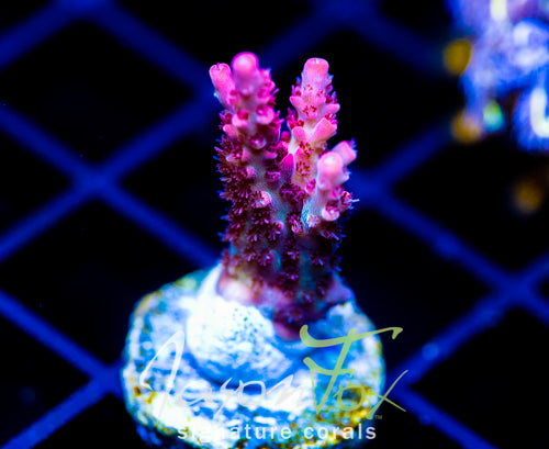 HUGOS ANGRY ROMUALDA ACRO