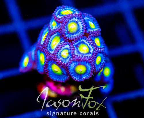 WWC AOI ZOAS XL FRAG