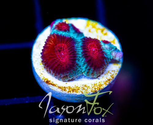 JF FIERY RED FAVIA