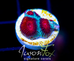 JF FIERY RED FAVIA