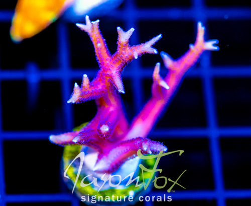 JF PINK FLAMINGO BN