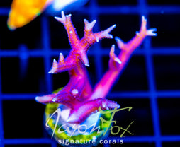JF PINK FLAMINGO BN